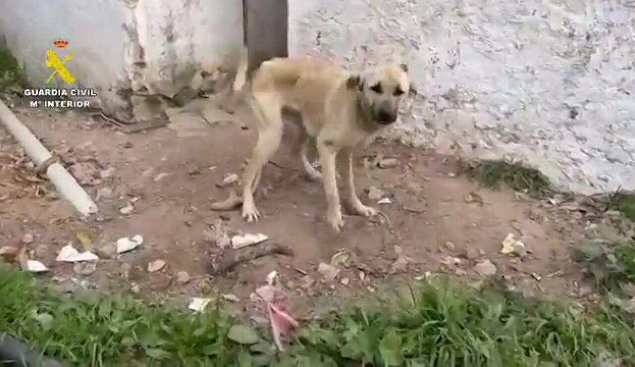 Rescatan a 75 perros maltratados de forma extrema en C&aacute;diz