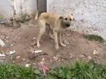Rescatan a 75 perros maltratados de forma extrema en C&aacute;diz