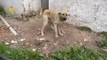 Rescatan a 75 perros maltratados de forma extrema en Cádiz Rescatan a 75 perros maltratados de forma extrema en Cádiz