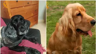 Los perros sacrificados Los perros sacrificados