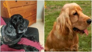 Los perros sacrificados