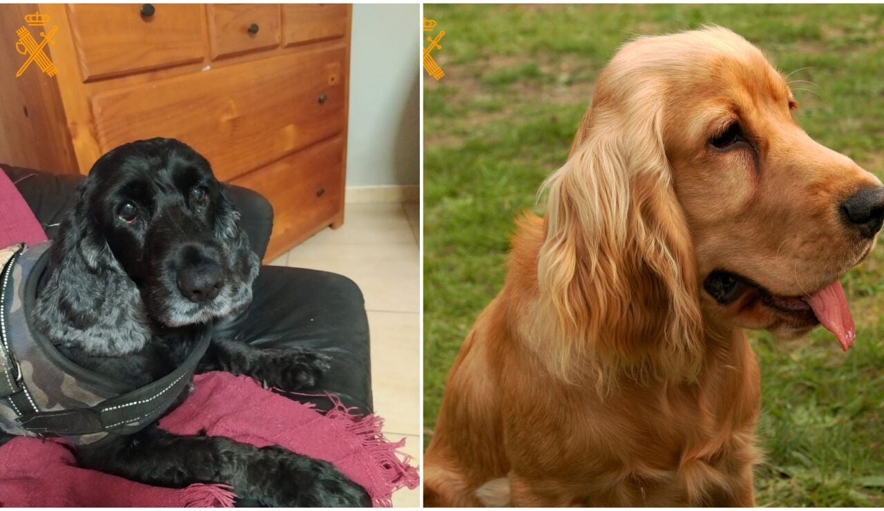 Los perros sacrificados