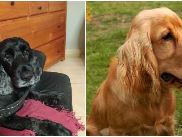 Los perros sacrificados