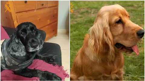 Los perros sacrificados Los perros sacrificados