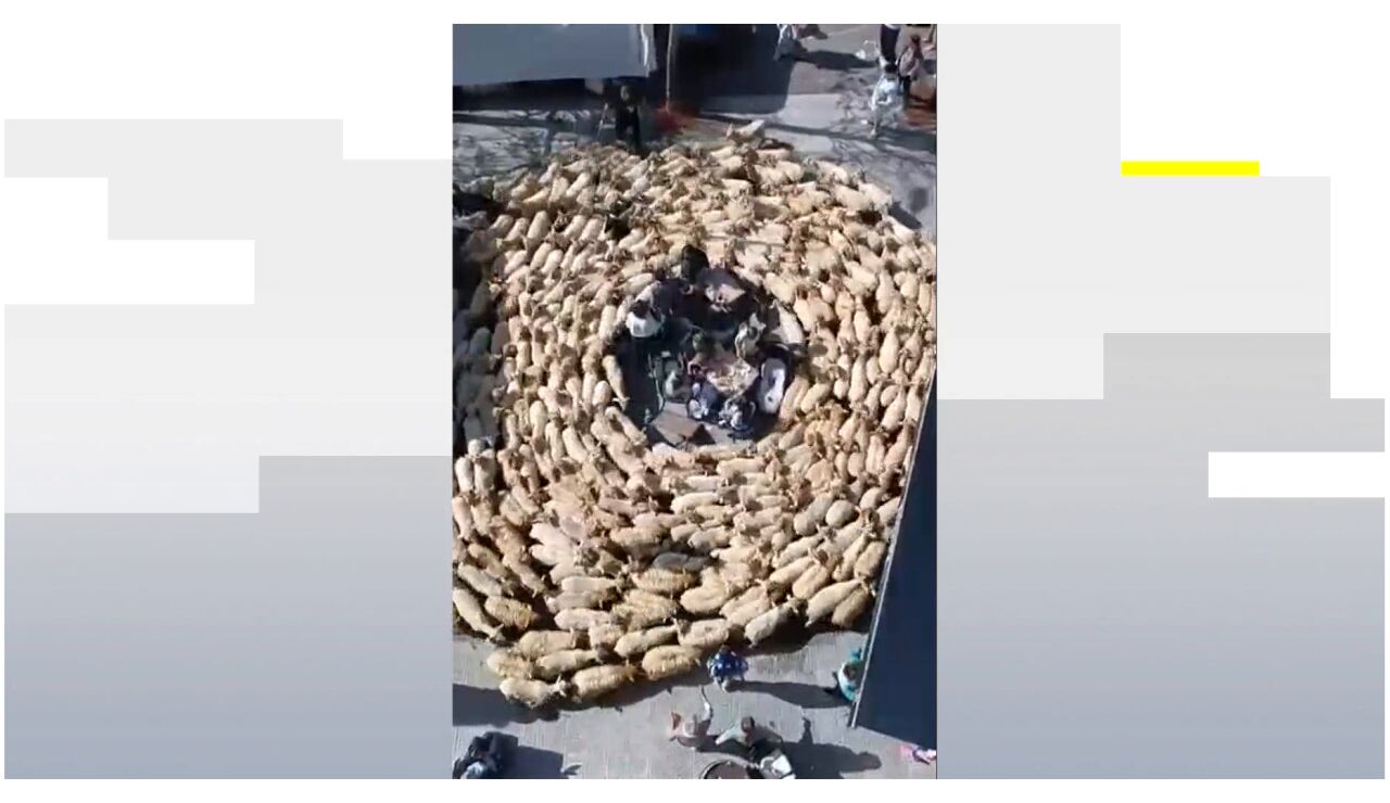 Reba&ntilde;o de ovejas 