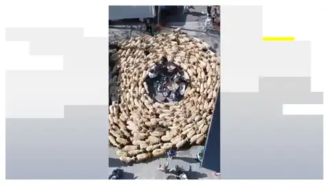 Rebaño de ovejas Antena 3 Noticias