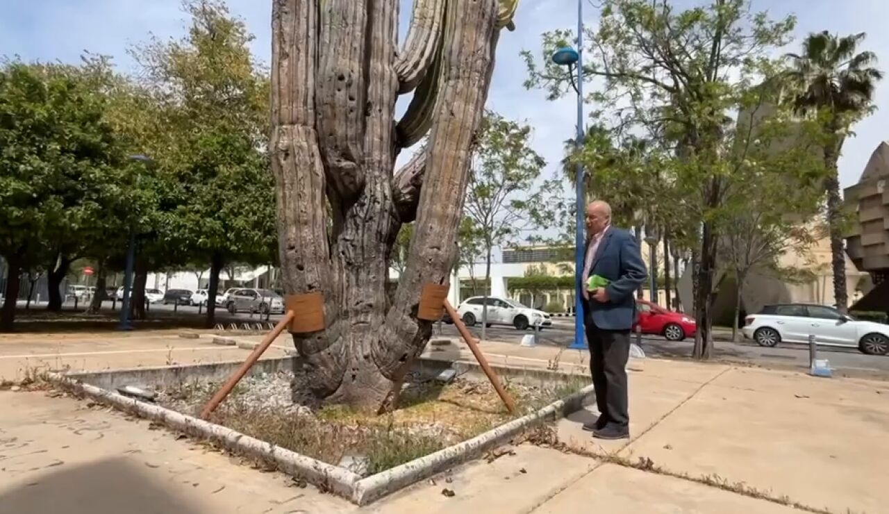 El cactus milenario de la Expo&rsquo;92 pide ayuda: 1.500 a&ntilde;os en peligro en Sevilla