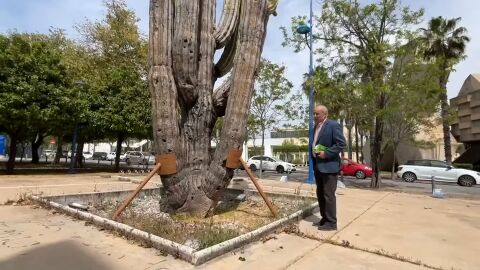 El cactus milenario de la Expo&rsquo;92 pide ayuda: 1.500 a&ntilde;os en peligro en Sevilla