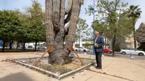 El cactus milenario de la Expo’92 pide ayuda: 1.500 años en peligro en Sevilla El cactus milenario de la Expo’92 pide ayuda: 1.500 años en peligro en Sevilla