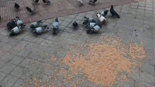 Invadidos por las palomas.