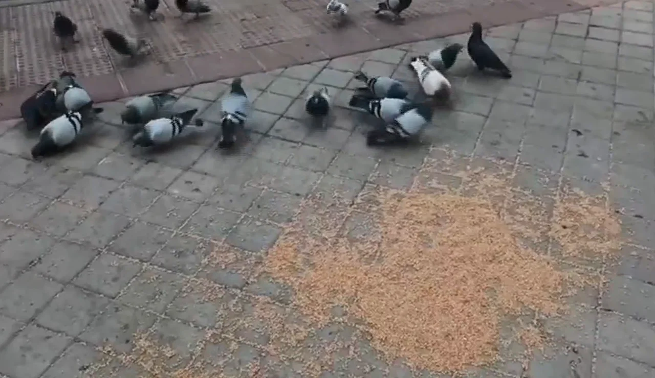 Invadidos por las palomas.