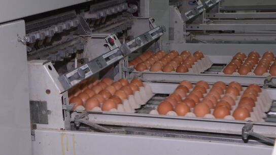Huevos