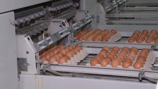 Huevos Huevos