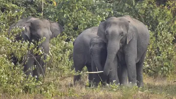 Manada de elefantes Manada de elefantes