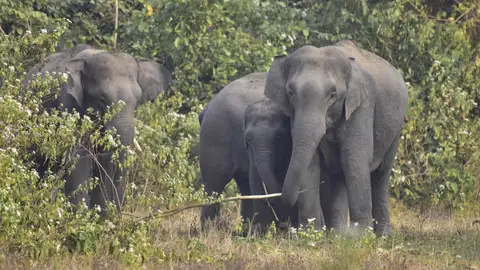 Manada de elefantes Manada de elefantes