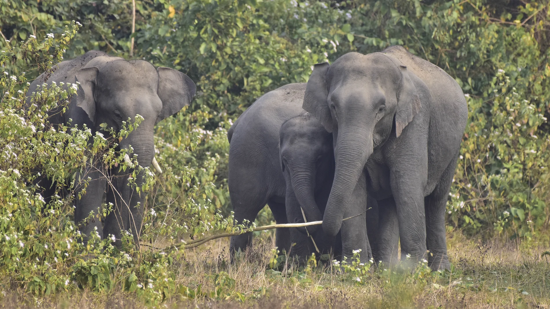 Manada de elefantes Manada de elefantes