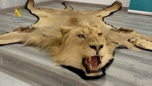  Investigan a una persona por venta en l&iacute;nea ilegal de alfombras de piel aut&eacute;ntica de le&oacute;n