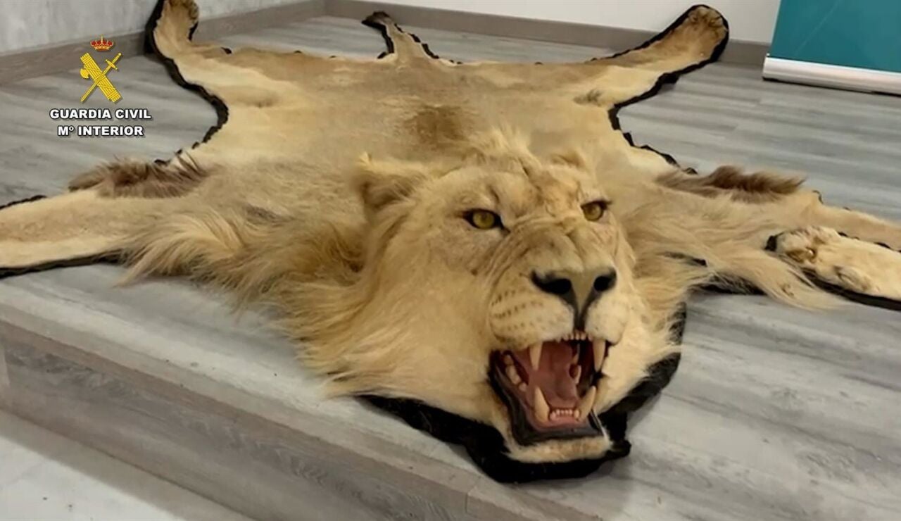  Investigan a una persona por venta en l&iacute;nea ilegal de alfombras de piel aut&eacute;ntica de le&oacute;n