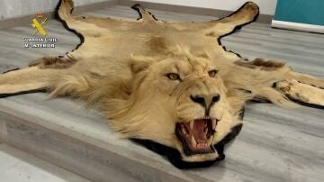  Investigan a una persona por venta en l&iacute;nea ilegal de alfombras de piel aut&eacute;ntica de le&oacute;n