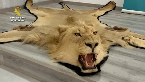 Investigan a una persona por venta en línea ilegal de alfombras de piel auténtica de león Investigan a una persona por venta en línea ilegal de alfombras de piel auténtica de león