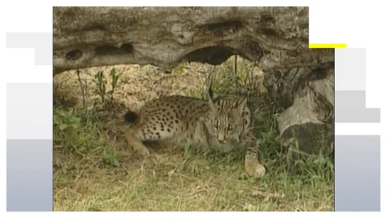 Lince Lince