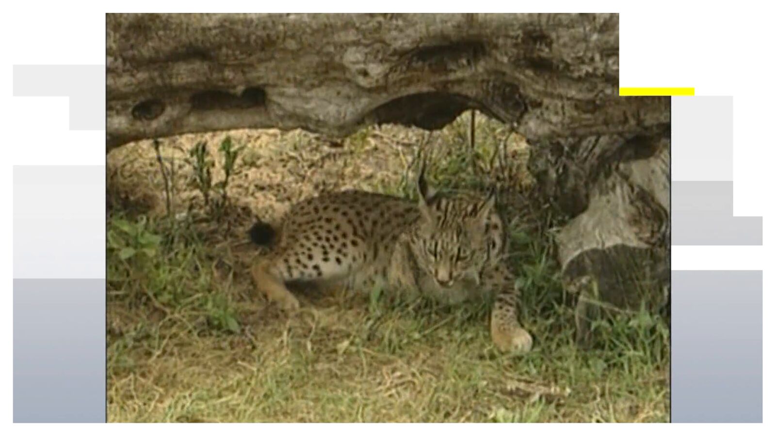 'Veneno', el lince y nuevo vecino de un pueblo en Toledo: 