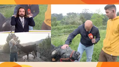 Toro Toro