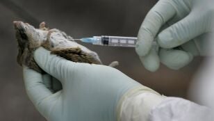Tres muertos por hantavirus en un crucero de lujo que parti&oacute; desde Argentina hacia Canarias
