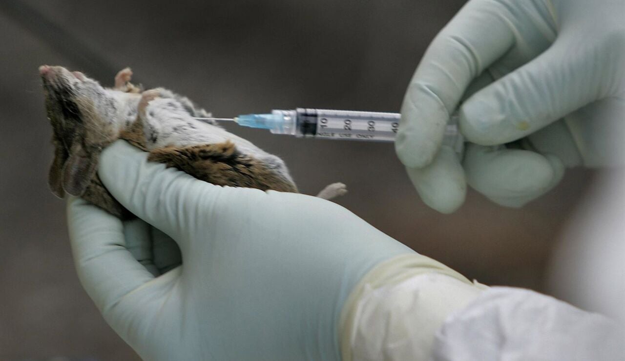Tres muertos por hantavirus en un crucero de lujo que parti&oacute; desde Argentina hacia Canarias