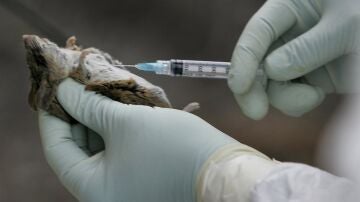 Tres muertos por hantavirus en un crucero de lujo que parti&oacute; desde Argentina hacia Canarias