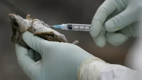 Tres muertos por hantavirus en un crucero de lujo que partió desde Argentina hacia Canarias Tres muertos por hantavirus en un crucero de lujo que partió desde Argentina hacia Canarias