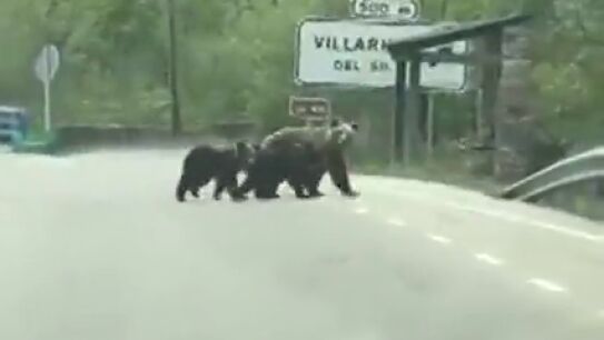 La tierna imagen de la osa 'Lechuguina' paseando por Villarino del Sil, Le&oacute;n