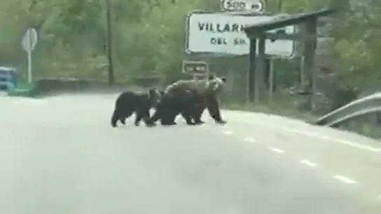 La tierna imagen de la osa 'Lechuguina' paseando por Villarino del Sil, León La tierna imagen de la osa 'Lechuguina' paseando por Villarino del Sil, León