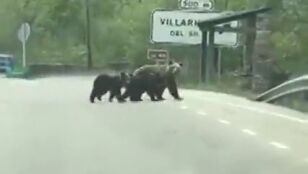 La tierna imagen de la osa 'Lechuguina' paseando por Villarino del Sil, Le&oacute;n
