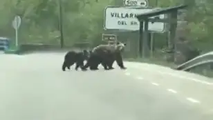 La tierna imagen de la osa 'Lechuguina' paseando por Villarino del Sil, León