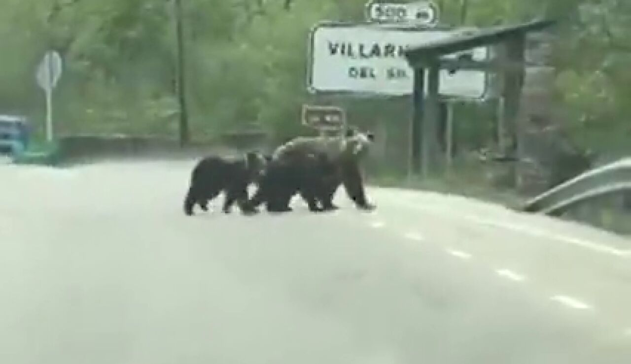 La tierna imagen de la osa 'Lechuguina' paseando por Villarino del Sil, Le&oacute;n