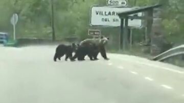 La tierna imagen de la osa 'Lechuguina' paseando por Villarino del Sil, Le&oacute;n