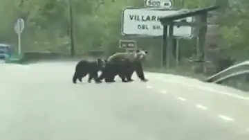 La tierna imagen de la osa 'Lechuguina' paseando por Villarino del Sil, León La tierna imagen de la osa 'Lechuguina' paseando por Villarino del Sil, León