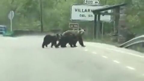 La tierna imagen de la osa 'Lechuguina' paseando por Villarino del Sil, Le&oacute;n