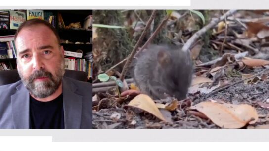 Juan Jos&eacute; Luque, Catedr&aacute;tico de Zoolog&iacute;a