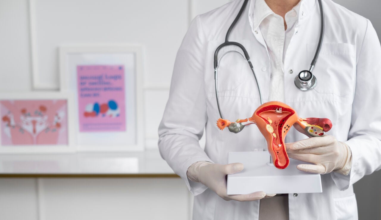 Doctor con un modelo anat&oacute;mico del aparato reproductor femenino