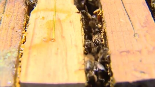 D&iacute;a Mundial de las Abejas