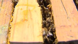 D&iacute;a Mundial de las Abejas