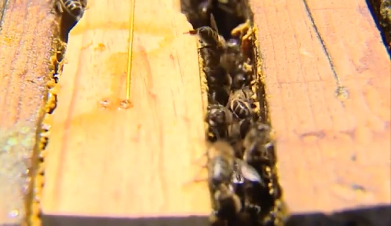 D&iacute;a Mundial de las Abejas