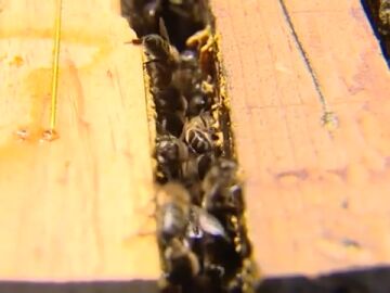 D&iacute;a Mundial de las Abejas