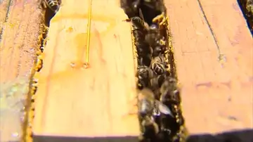 Día Mundial de las Abejas Día Mundial de las Abejas