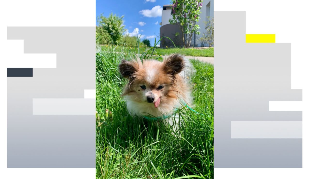 Lazare, el perro m&aacute;s longevo del mundo