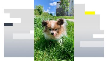 Lazare, el perro m&aacute;s longevo del mundo