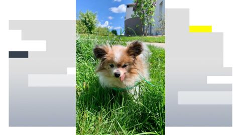 Lazare, el perro m&aacute;s longevo del mundo