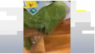 Rana en la ensalada